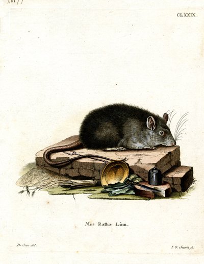 Black Rat by German School
