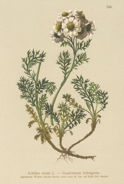 Black Yarrow by German School