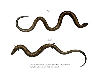 Blindworm by German School