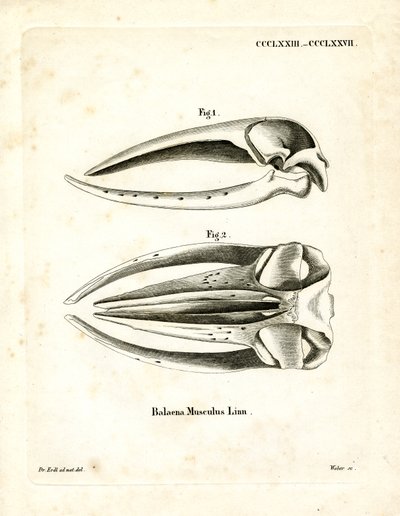 Blue Whale Skull by German School