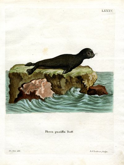 Brown Fur Seal by German School