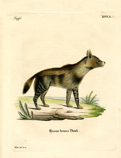 Brown Hyena by German School