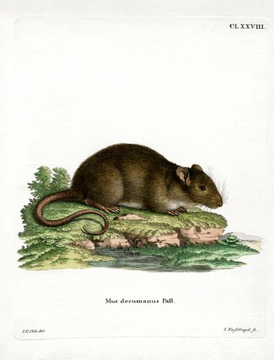 Brown Rat by German School