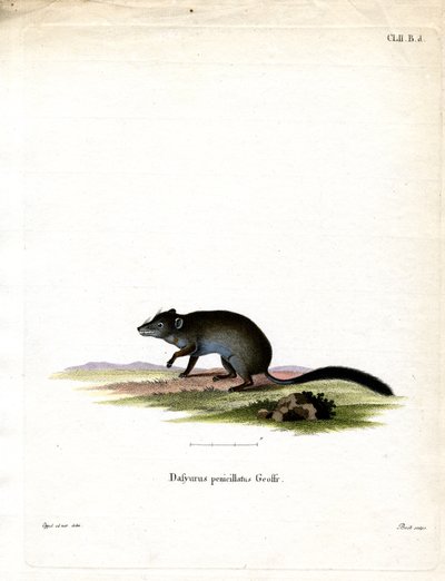 Brush-tailed Phascogale by German School