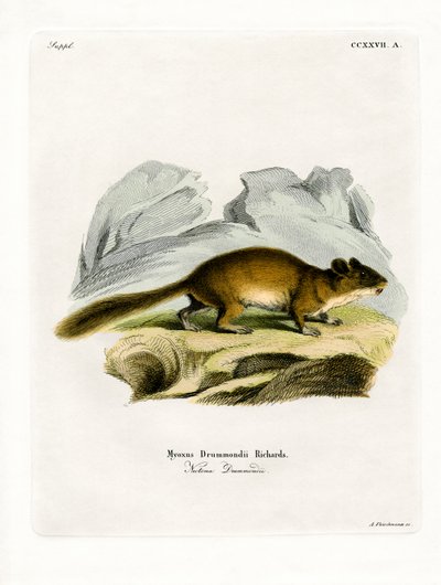 Bushy-tailed Woodrat by German School