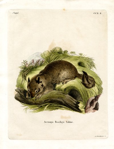 California Ground Squirrel by German School