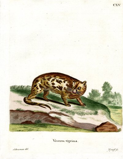 Cape Genet by German School