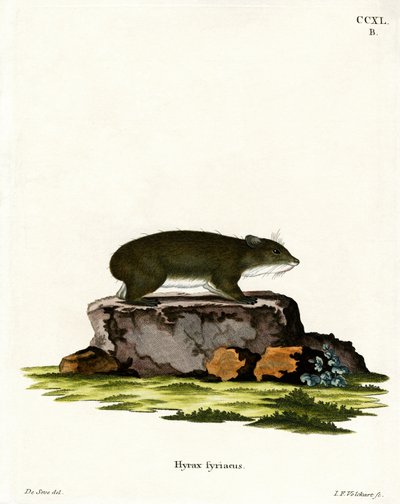 Cape Hyrax by German School