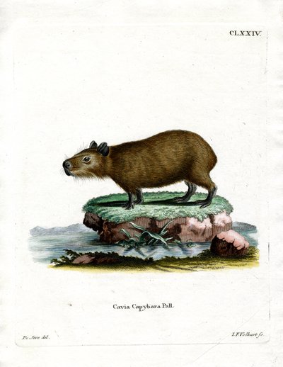 Capybara by German School