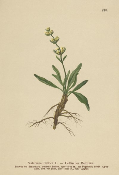 Celtic Spikenard by German School