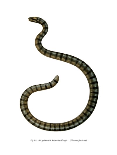 Chinese Sea Snake by German School