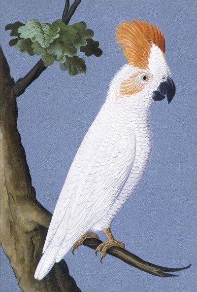 Cockatoo by German School