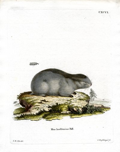 Collared Lemming by German School