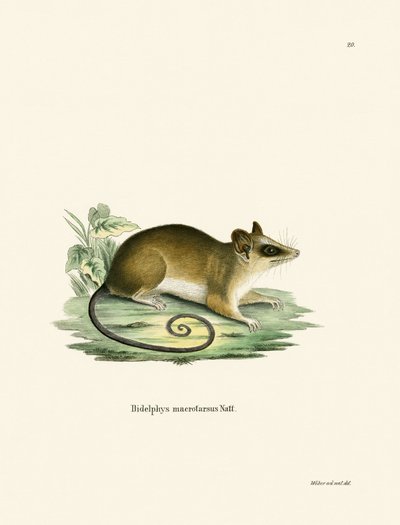Common Mouse Opossum by German School