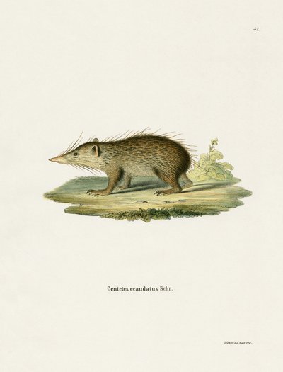 Common Tenrec by German School
