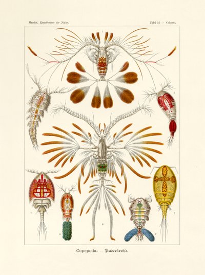 Copepoda by German School