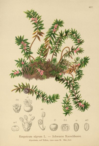 Crowberry by German School