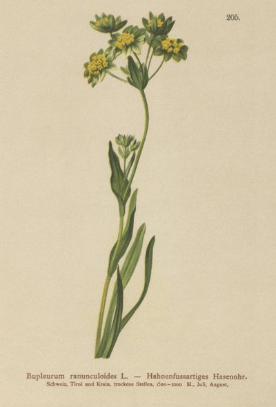 Crowfoot-Leaved Hare