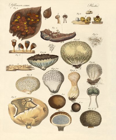 Cryptogram Plants by German School