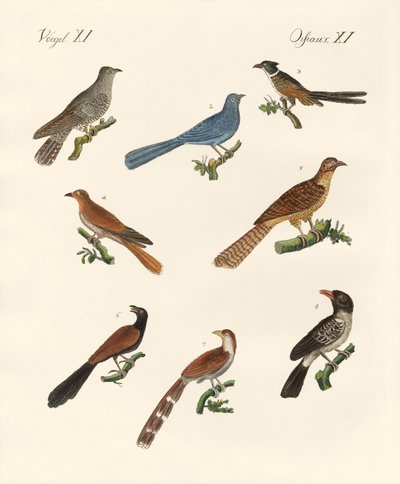 Cuckoos from various countries by German School