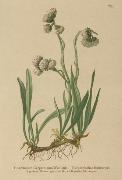 Cudweed by German School