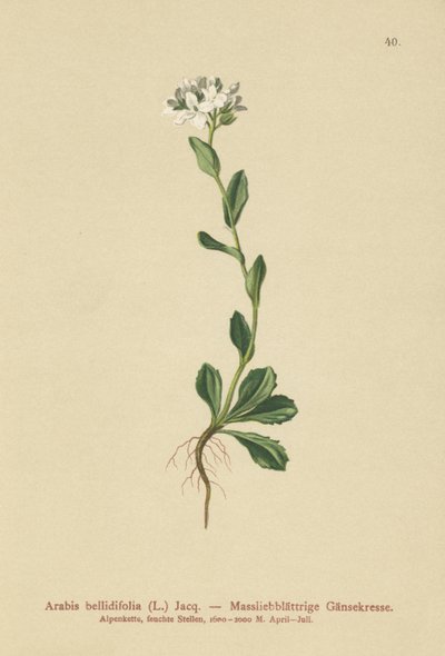 Daisyleaf Rock-cress by German School
