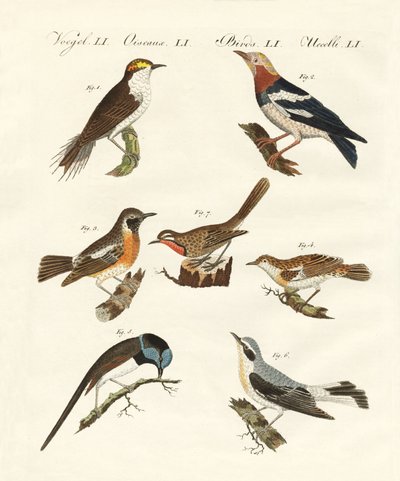 Different Kinds of Warbler by German School