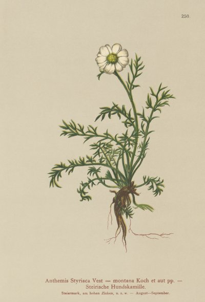 Dog-fennel by German School