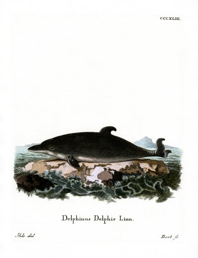 Dolphin by German School