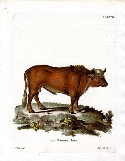 Domestic Cattle by German School