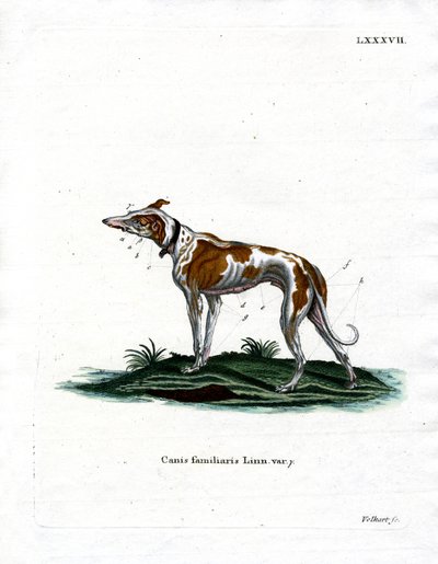 Domestic Dog by German School