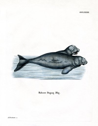 Dugong by German School