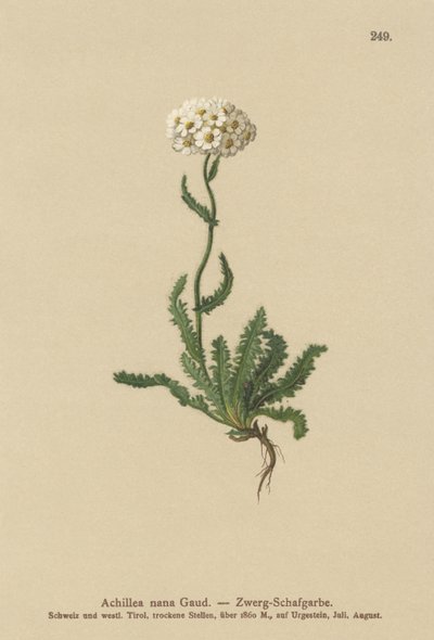 Dwarf Milfoil by German School