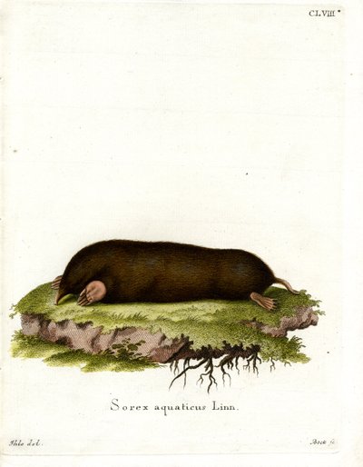 Eastern Mole by German School