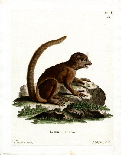 Eastern Woolly Lemur by German School