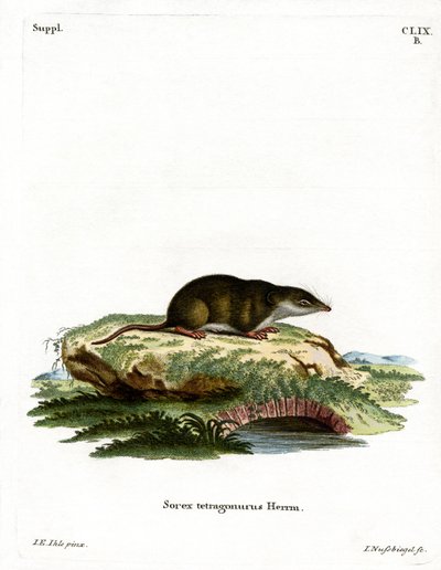 Eurasian Shrew by German School