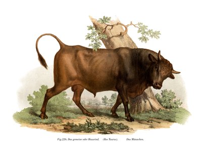 European Cattle by German School