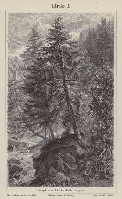 European Larch Tree (engraving) by German School