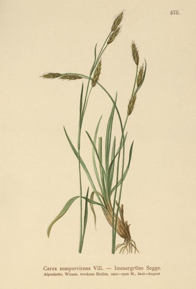 Evergreen Sedge by German School