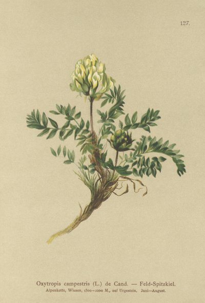Field Locoweed by German School