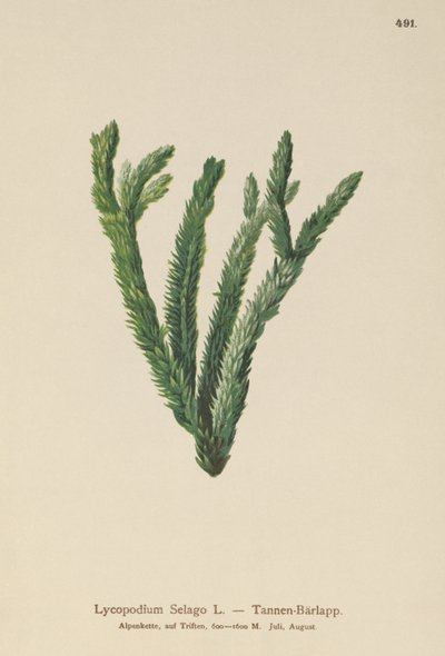 Fir Club Moss by German School