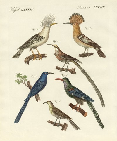 Foreign Kinds of Hoopoes by German School