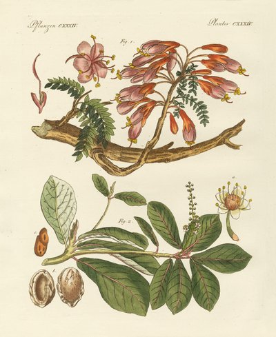 Foreign Plants (coloured engraving) by German School