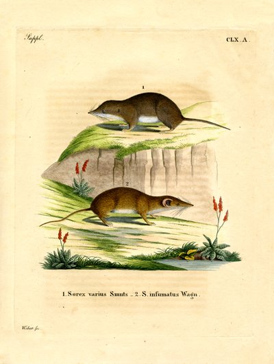Forest Shrew by German School