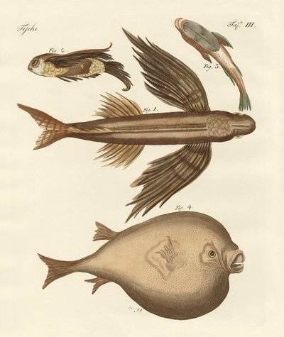 Four Wonderful Fish by German School