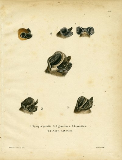 Free-tailed Bats by German School