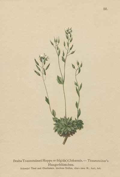 Frigid Whitlow-grass by German School
