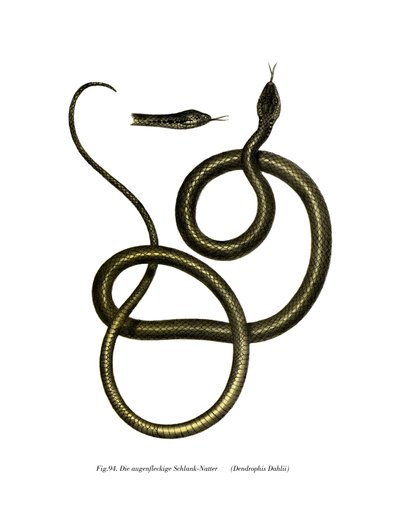 Ghamcheh Snake by German School