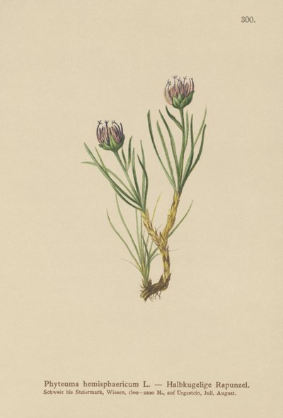 Globe-headed Rampion by German School