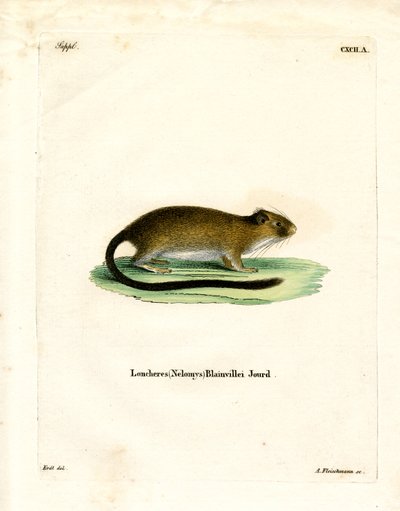 Golden Atlantic Tree Rat by German School